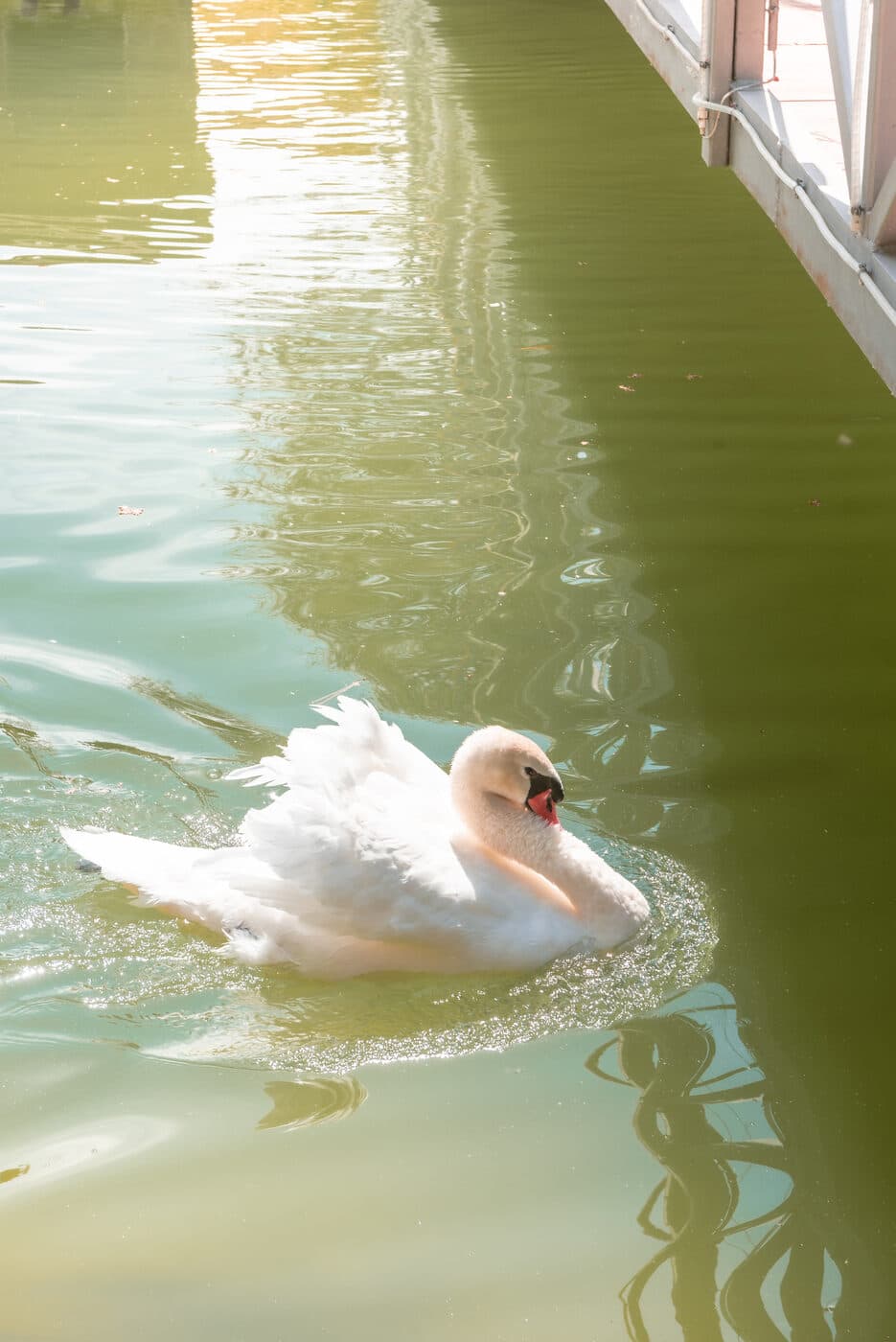 Un cisne en el estanque de la Finca Sansui